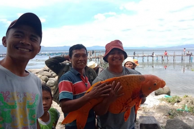 Video Ditangkapnya Ikan Mas 15 Kg di Danau Toba Hebohkan Facebook, Netizen Minta agar Dilepas Lagi