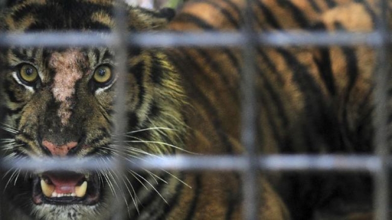 Petani di Sumsel Tewas Diterkam Harimau
