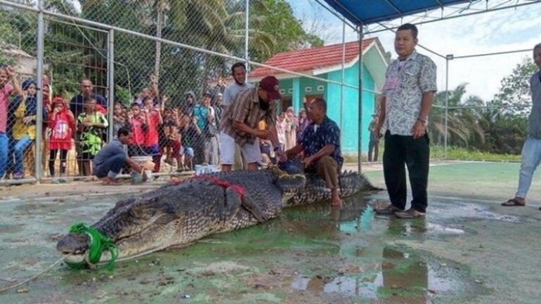 Memangsa Manusia, Buaya Raksasa ini Akhirnya Tertangkap Juga